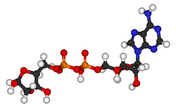 Adenosine diphosphate ribose 3D.png