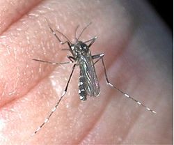  Aedes albopictus