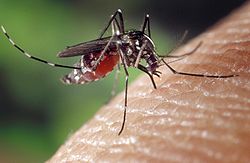  Aedes (Stegomyia) aegypti