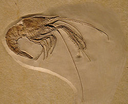 alt=Cette famille regroupe de nombreuses espèces fossiles et deux espèces récemment découvertes