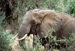  Éléphant de savane d’Afrique