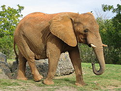  Éléphant d'Afrique (Loxodonta africana)