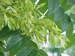   Feuilles et graines d'Ailanthus altissima