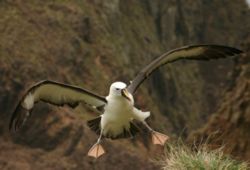  Albatros à bec jaune (Thalassarche chlororhynchos)