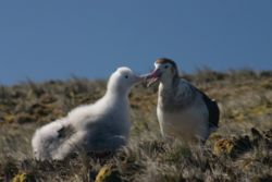  Un albatros d'amsterdam et son poussin