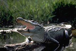  Alligator d'Amérique (Alligator mississippiensis