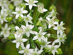  Allium tuberosum