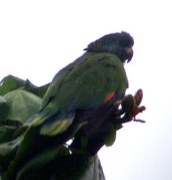  Amazona versicolor