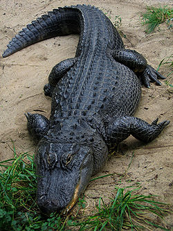 Alligator d'Amérique (Alligator mississippiensis)
