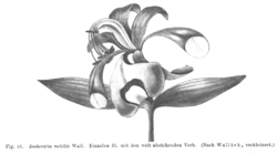  dessin de la fleur