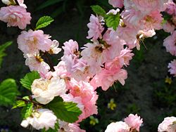  Fleurs de Prunus triloba
