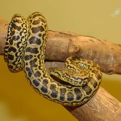  Anaconda jaune (Eunectes notaeus)