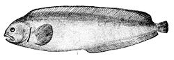  Anarhichas denticulatusOceanic Ichthyology de G. Brown Goode et Tarleton H. Bean (1896)