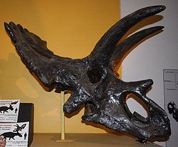  Anchiceratops, National Dinosaur Museum, Canberra