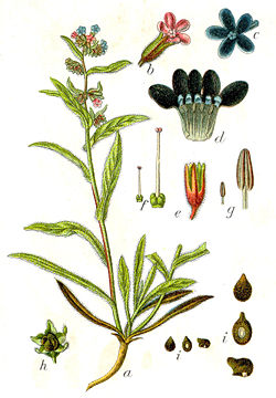  Anchusa officinalis