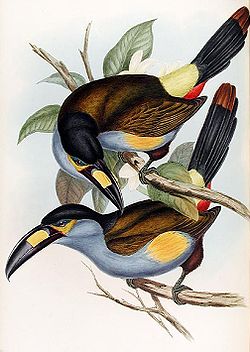  Toucan montagnard (Andigena laminirostris)