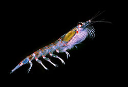  Krill (Euphausia superba)