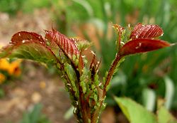  Macrosiphum rosae(colonie de pucerons verts sur jeune pousse de rosier)