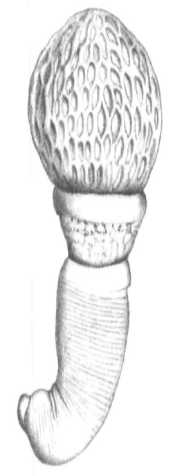  Apororhynchus hemignathi