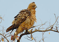 Aquila wahlbergi photographiéau Kruger National Park