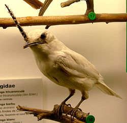  Araponga blanc (Procnias albus)
