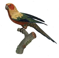  Illustration par François LevaillantHistoire naturelle des perroquets (1801-1805)