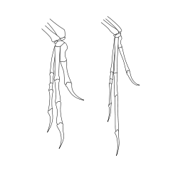  pattes de Maniraptorien typique,un Deinonychus (à gauche) et un Archaeopteryx (à droite) 