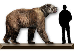  Arctodus simus, ours à face courte