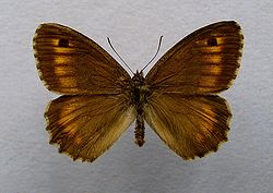 Arethusana arethusa
