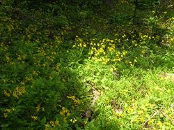  Arnica cordifolia