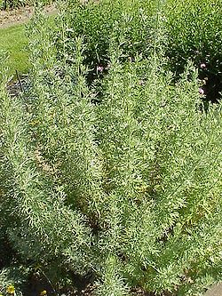  Artemisia herba-alba