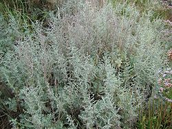  Artemisia maritima