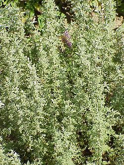  Artemisia pontica