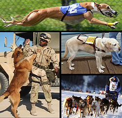  En haut : un chien de course A gauche : un chien militaire A droite en haut : un chien d'assistance A droite en bas : des chiens de traineau