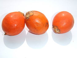  Fruits d'awara (Astrocaryum  vulgare)