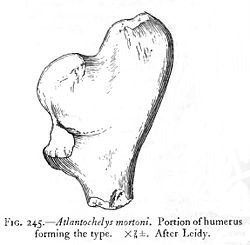  fragment d'humérus ; Longueur totale : 280 mm.