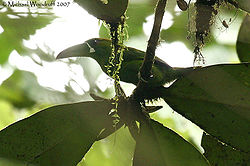  Toucanet à croupion rouge(Aulacorhynchus haematopygus)