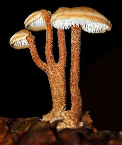  Auriscalpium vulgare