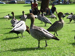 Canards à crinière dans un parc public australien
