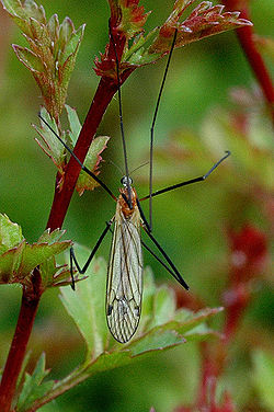 Austrolimnophila ochracea