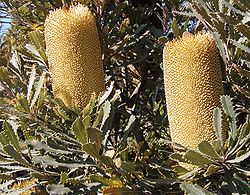  Inflorescences de Banksia media au jardin botanique Keilor