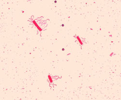  Un groupe de bactéries Bacillus cereus