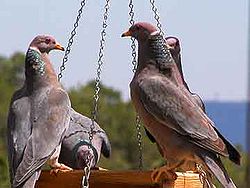  Pigeon à queue barrée (Patagioenas fasciata)
