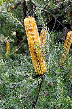  Banksia à feuilles de bruyère,  Banksia ericifolia, espèce du sous-genre  Banksia subg. Banksia
