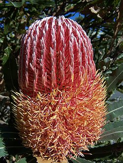  Inflorescence de Banksia menziesii, espèce de la section  Banksia sect. Banksia
