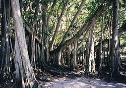  Ficus benghalensis