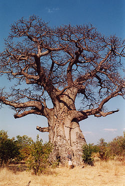  Un homme au pied d'un vieux baobab