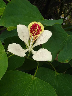  Fleur d'un arbre orchidéeà la Réunion