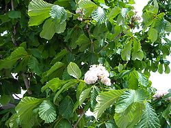 Aesculus hippocastanum "Baumanii"