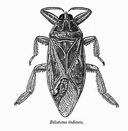 alt= Ca cuong  Lethocerus indicum. Illustration de W. L. Distant, dans Fauna of British India (étiquetté de manière erronée Belostoma)